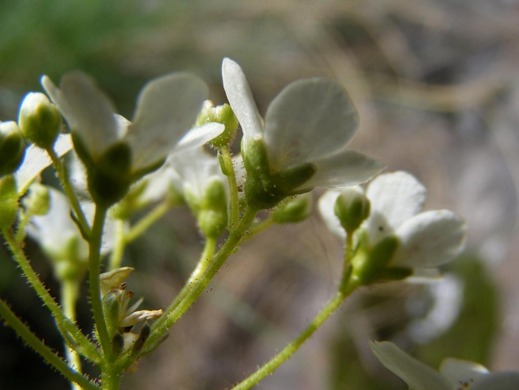 Saxifraga hostii  / Sassifraga di Host